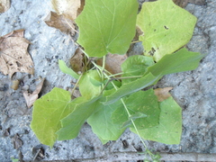 Eupatoriastrum corvi