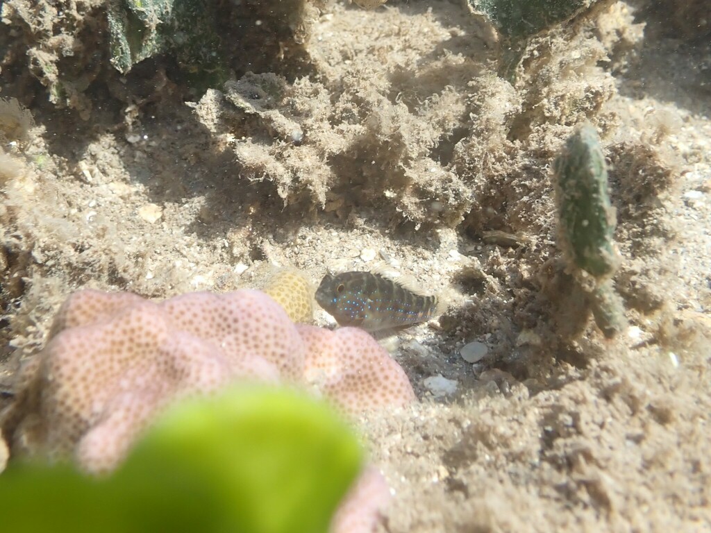 Bluespotted Goby