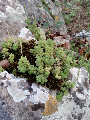Peperomia quadrifolia