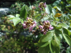 Lonchocarpus parviflorus