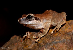 Amboli Bush Frog photo 4