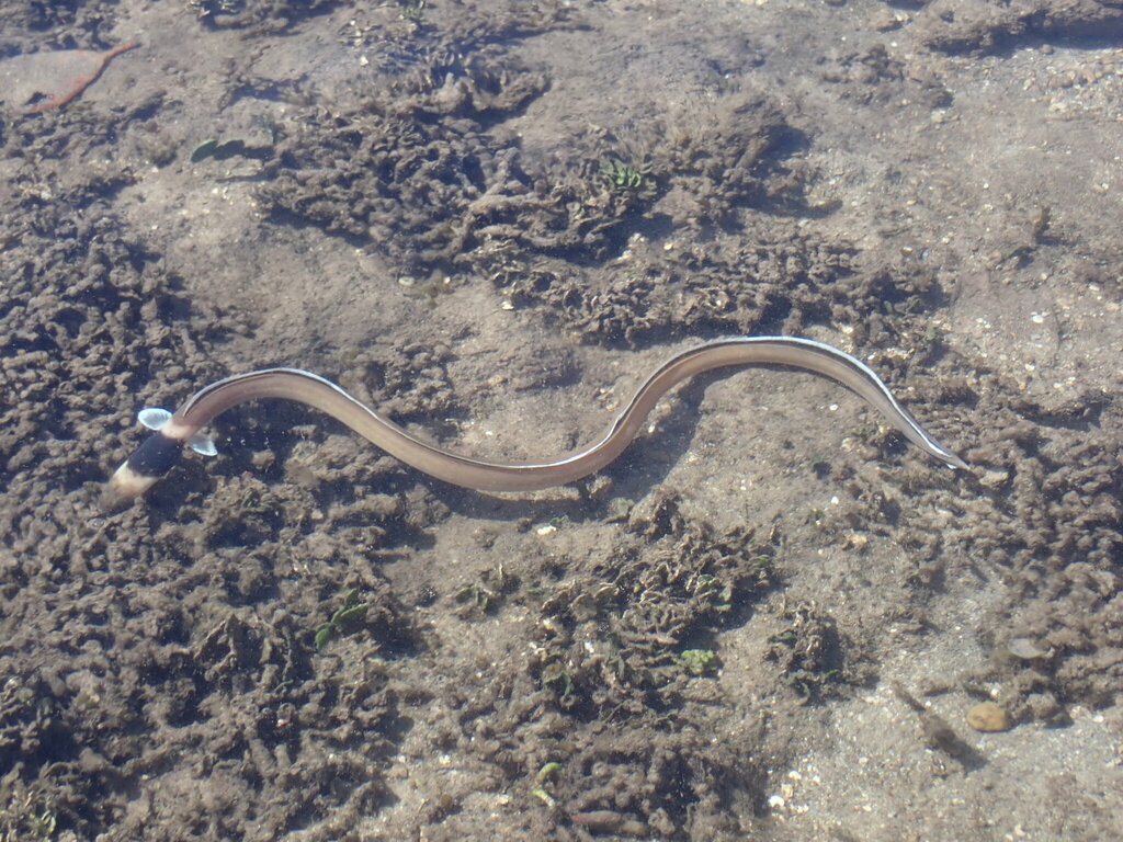 Black-neck Snake Eel