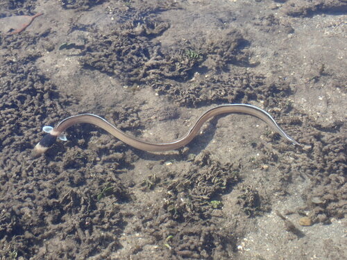 Black-neck snake eel (Ophichthus cephalozona) — Ophichthidae — 3