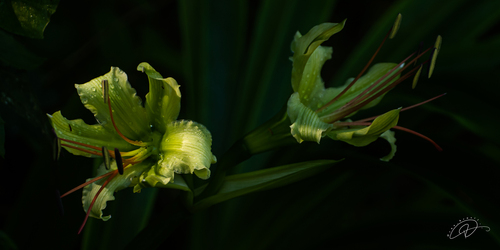 Hippeastrum calyptratum, photograph 2