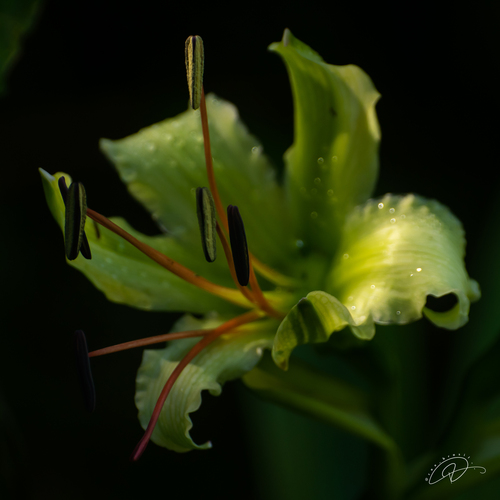 Hippeastrum calyptratum, photograph 3
