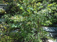 Lonchocarpus parviflorus