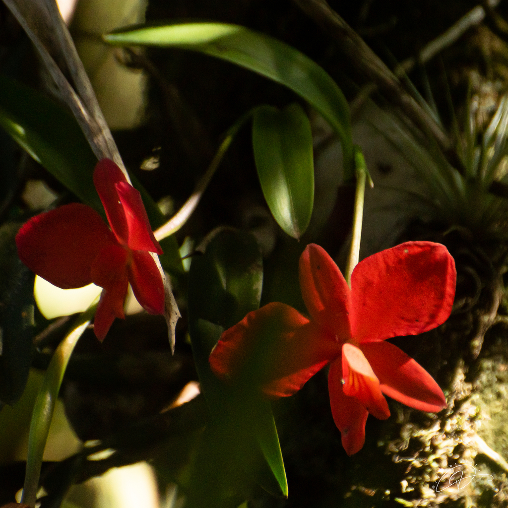 Cattleya coccinea