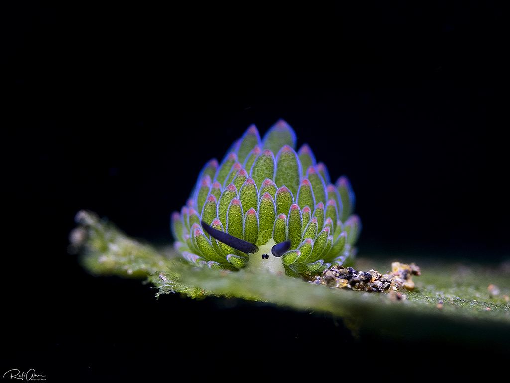 Costasiellidae