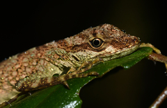 Anolis aequatorialis