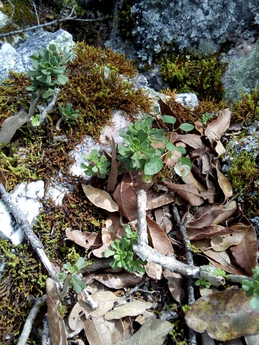 Sedum retusum