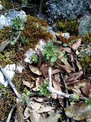 Sedum retusum