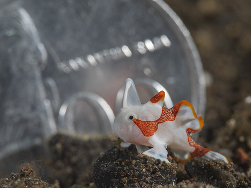 Frogfish (Warty)