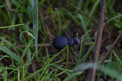 Scaphinotus interruptus