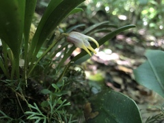 Masdevallia striatella