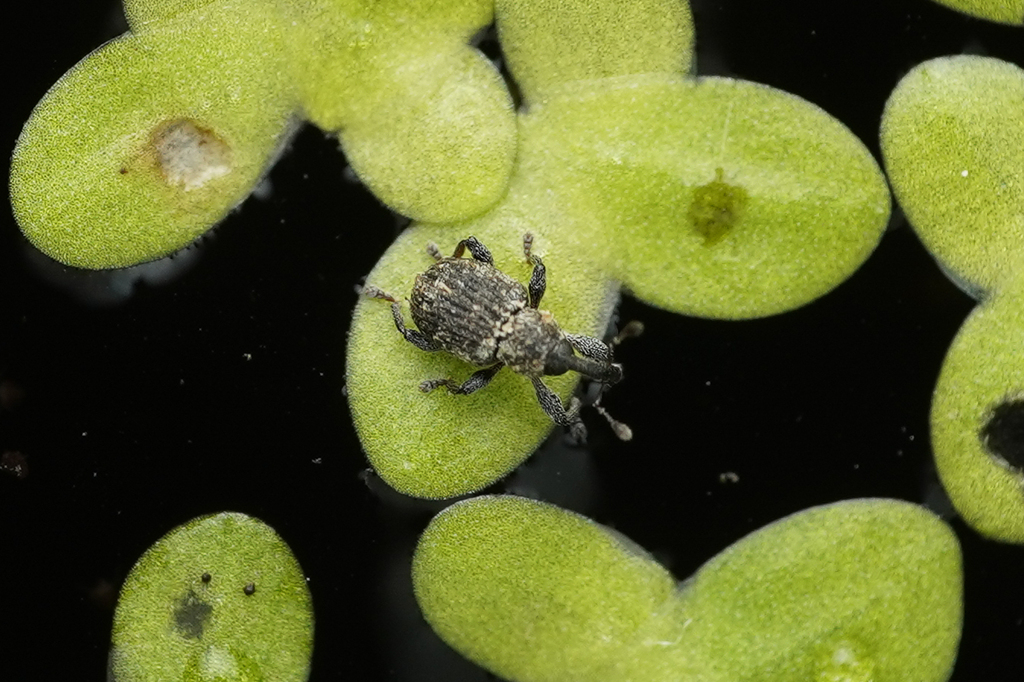 Duckweed Weevil