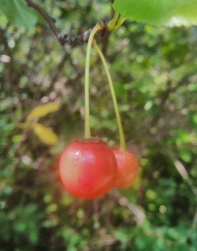 Prunus cerasus