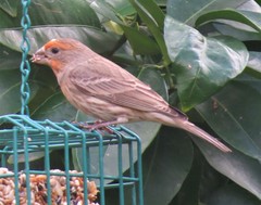 Haemorhous mexicanus