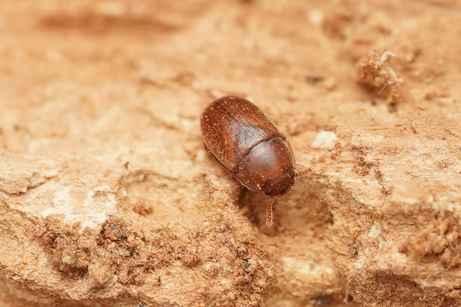 Pentaphyllus testaceus