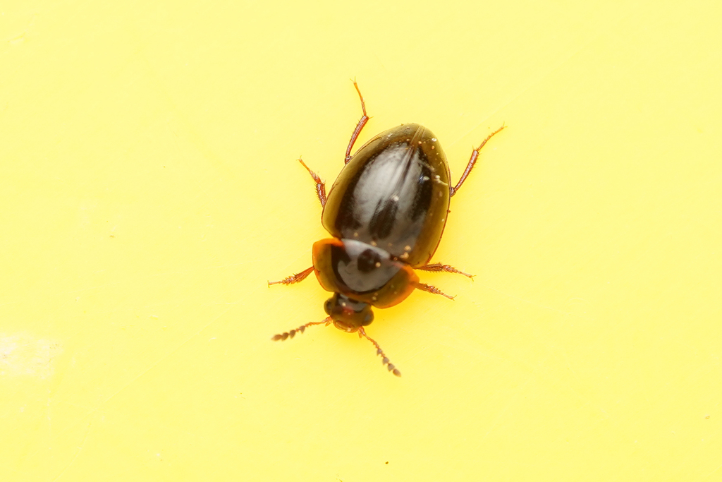 Anisotoma castanea