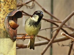 Passer domesticus