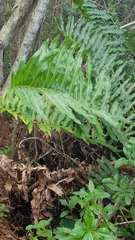 Acrostichum danaeifolium