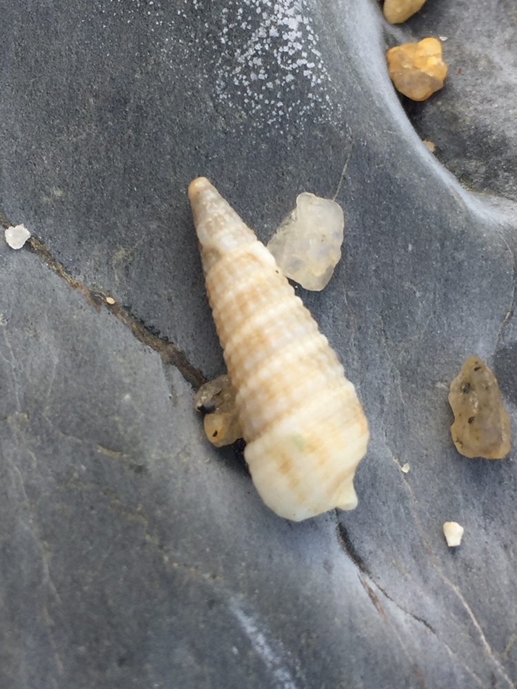 Cerithium torresi
