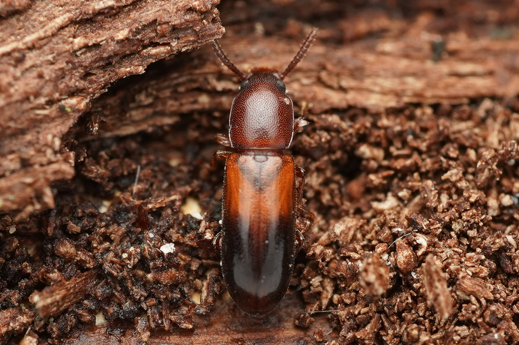 Corticeus bicoloroides