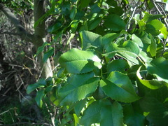 Prunus ilicifolia ilicifolia