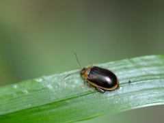 Capraita circumdata