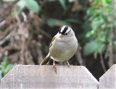 Zonotrichia leucophrys