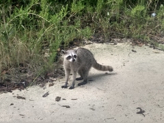 Procyon pygmaeus