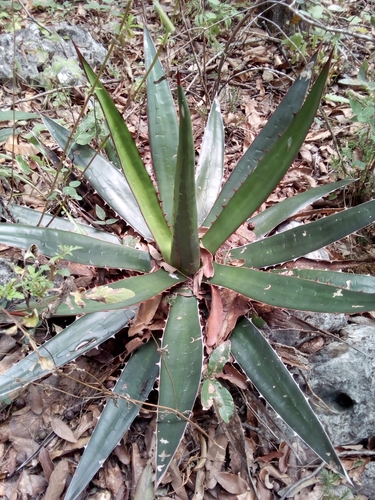 Agave obscura