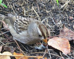 Zonotrichia leucophrys
