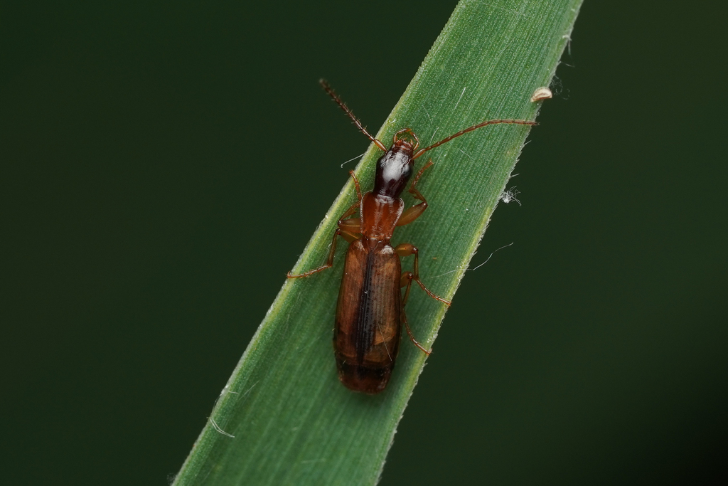 Paradromius longiceps