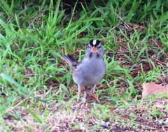 Zonotrichia leucophrys
