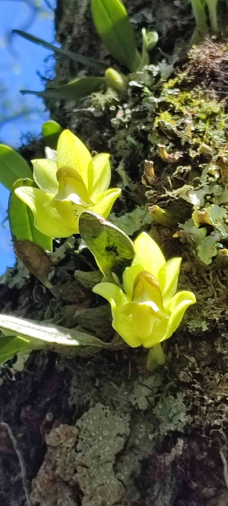 Bulbophyllum pectinatum (Bulbophyllum pectinatum)