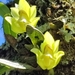 Bulbophyllum pectinatum - Photo (c) Carson Yang, algunos derechos reservados (CC BY-NC), subido por Carson Yang