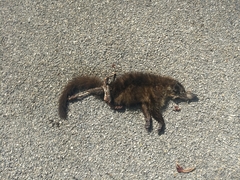 Nasua narica nelsoni