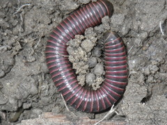 Tylobolus castaneus