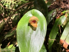 Pleurothallis palliolata