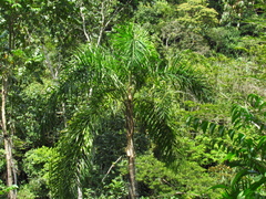 Bactris gasipaes chichagui