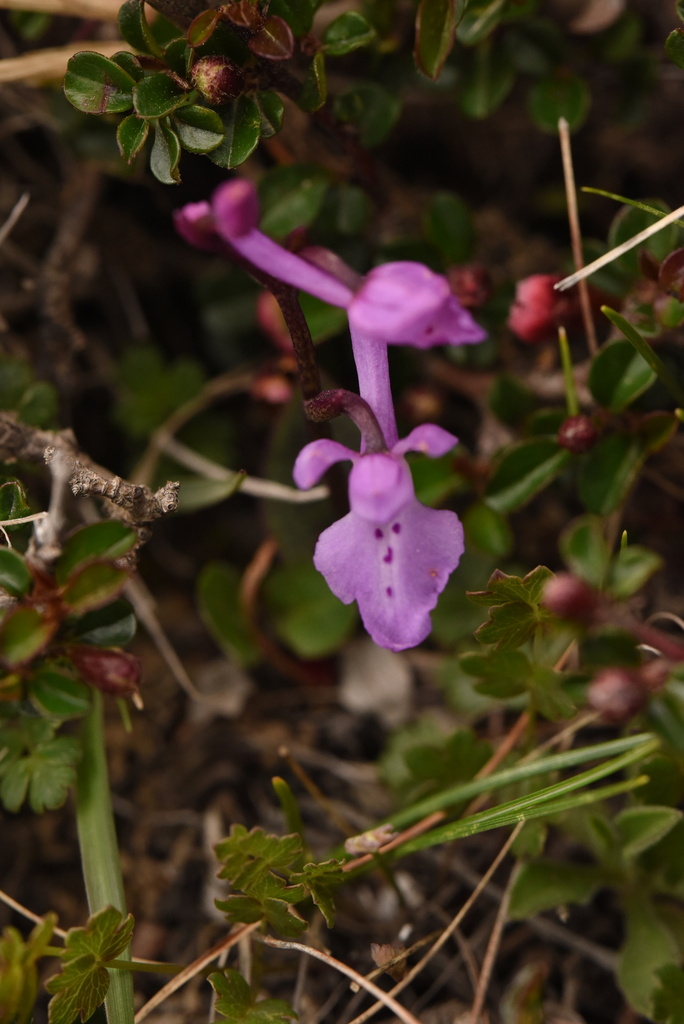 Hemipilia hui