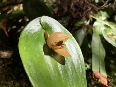 Pleurothallis palliolata