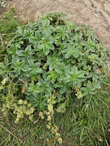 Alchemilla conjuncta, photograph 2