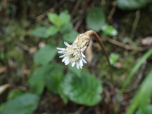 Image of Gerbera cordata by (c) Mahomed Desai, some rights reserved (CC BY)