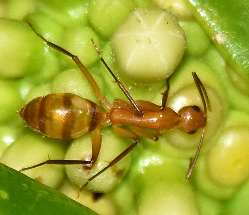 Hawaiian Carpenter Ant