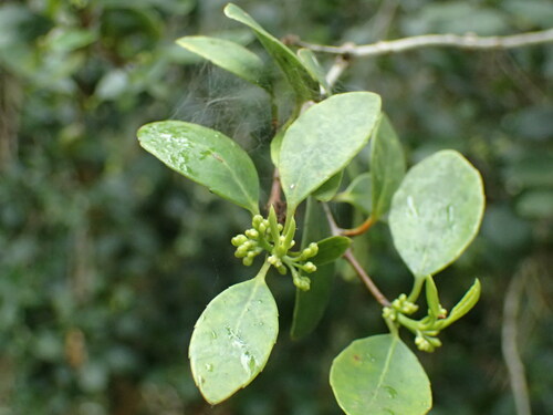 Small-leaved saffron (Elaeodendron croceum)