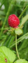 Potentilla indica image