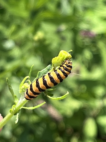 Spriadač starčekový (Tyria jacobaeae)