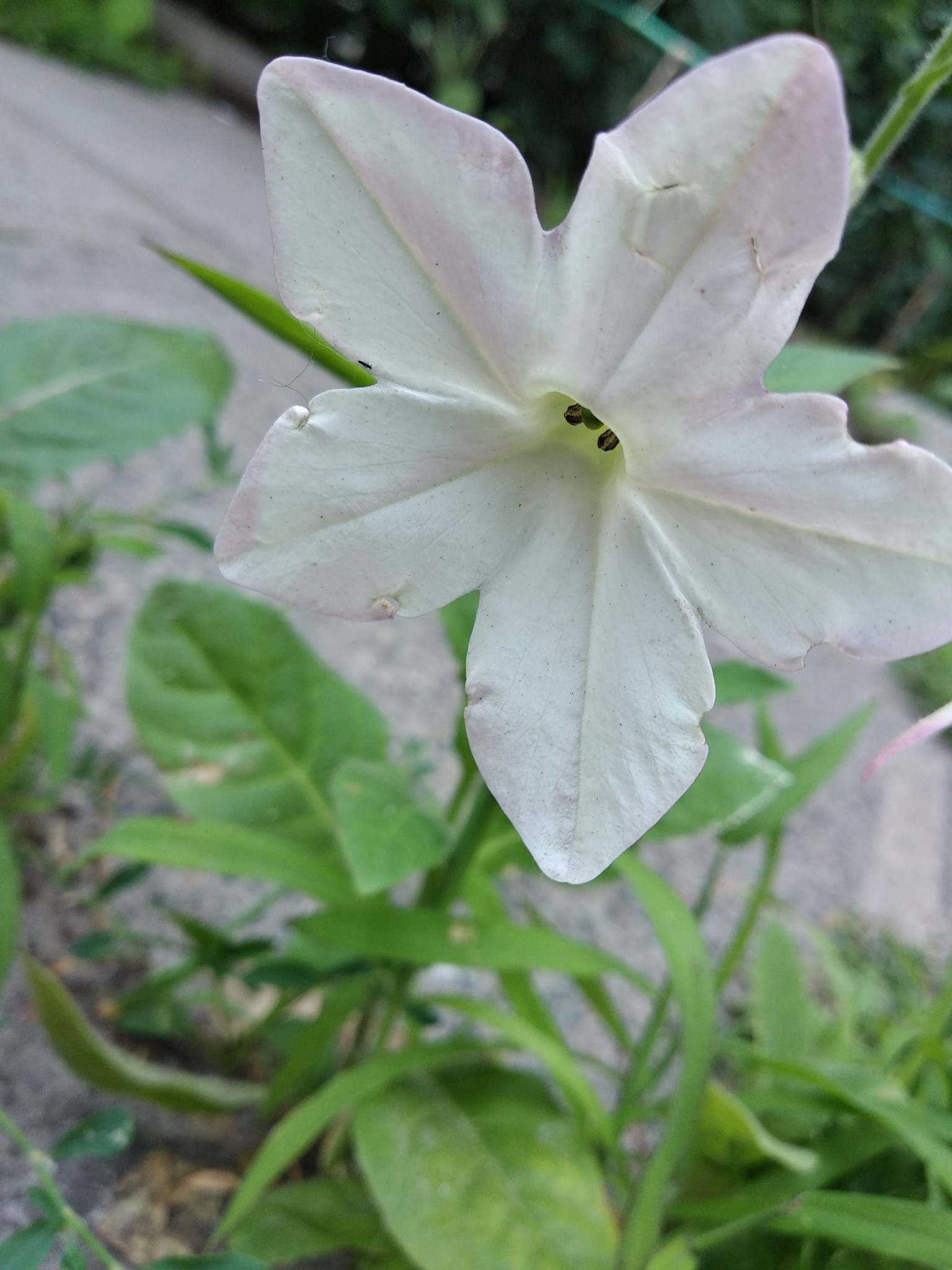 Imagem de Tabaco ornamental